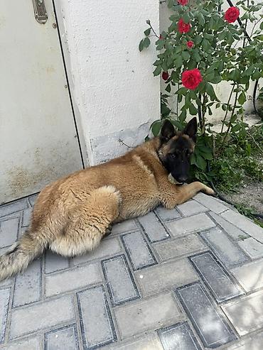 tuklu itler: Belçika çoban iti — 8