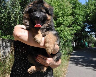 İtlər: Alman çoban iti, 2 ay, Erkek, Sənədli, Pulsuz çatdırılma — 15