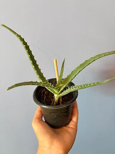 циркулярная пила: Aloe (sukkulent) – qara plastik saksıda 2 ədəddir - Növ: Aloe — 5