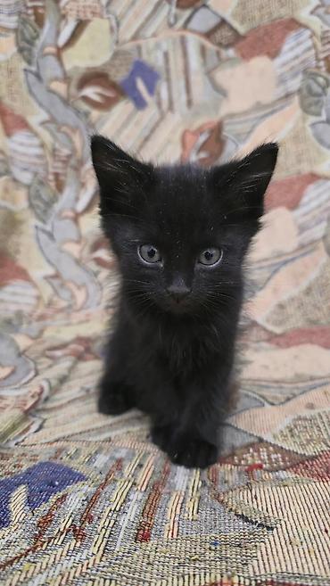 котята в караколе: Кошка даром: Беспородная, 2 месяца, Девочка, Приучена к лотку — 3