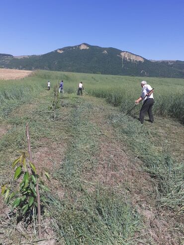 Landşaft işləri: Kupcalı 41 sot torpaq 20 sotda satilir — 1