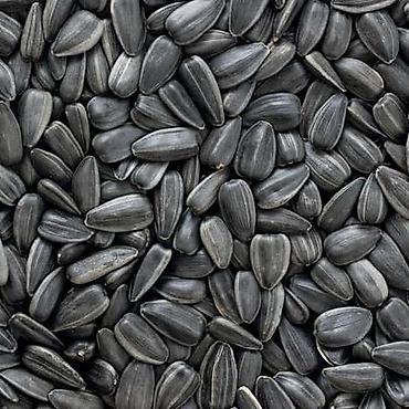 Другие сеялки: 🔥 посевной комплекс cansa (турция) по супер цене! 🔥 сеялка — 2