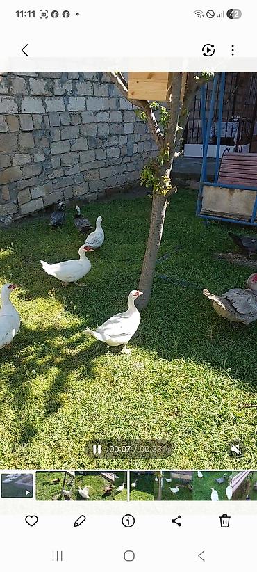tap az goyercin satisi: Lal yapon ördəklər xoruzdar kül öküz qırmızı öküz sortudu — 8