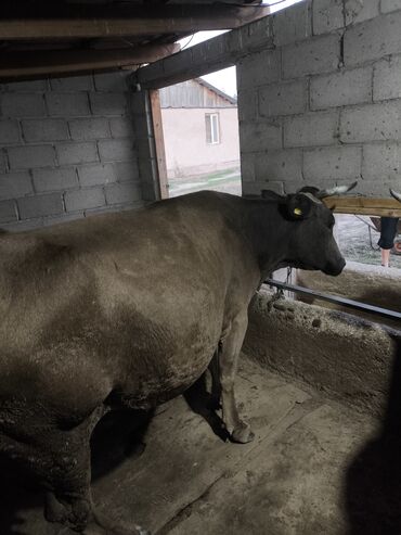 Продам с/х животных: Продаю | Корова (самка) | Для разведения