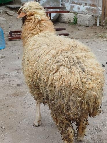 akvarium balaca: Erkək, il: 8, 44 kq, Damazlıq, Ödənişli çatdırılma — 3
