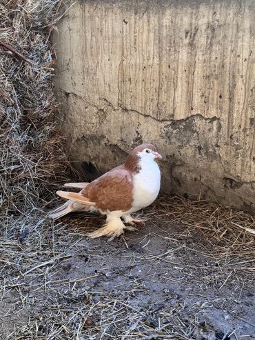 Göyərçinlər: Məhsul: Qanadlı ev heyvanı – saqqallı, lələkləri ayaqlı bəzəkli — 9