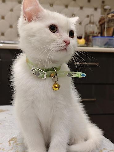 Pişiklər: Dişi -da lalafo.az — 1 Pişiklər: Dişi — 1