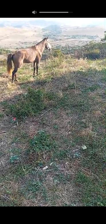 cucə və xoruz təmsil: Erkək, il: 3, Ünvandan götürmə — 2