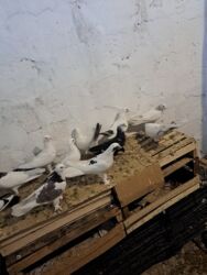 şirin dovşan şəkilləri: Başlıq: Dekorativ Göyərçinlər Təsvir: Evdə bəslənən dekorativ