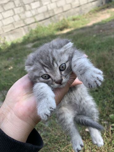 сколько стоит домик для кошки: Шотландский вислоухий котёнок (скоттиш-фолд) - Окрас: серебристый