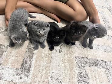 шатланский кот: Шотландские вислоухие котята метисы (Scottish Fold), окрас сплошной — 3