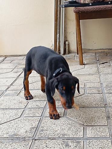 i̇t doberman: Doberman, 2 ay, Dişi, Ünvandan götürmə — 1