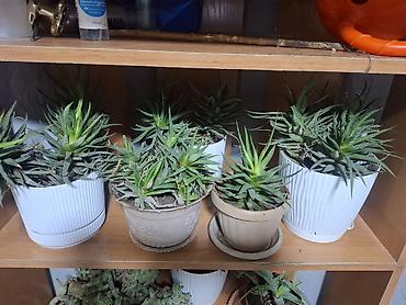 Другие комнатные растения: Продаю Много Комнатных Расстений — 9