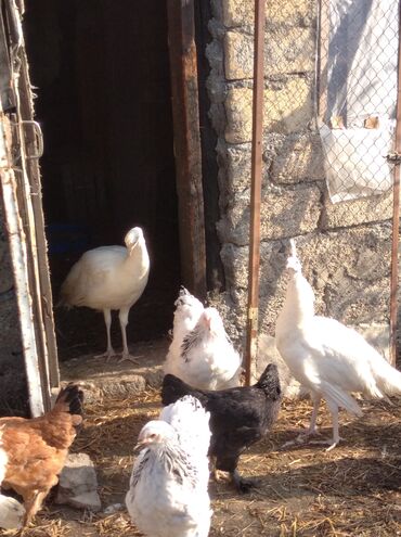 Tovuz quşları: Salam aleykum. Satışda bir cüt ağ tovuzquşu var. 6 ayliqdirlar. cütü — 12