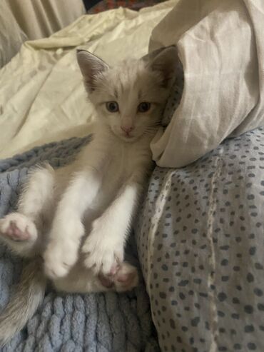 стоимость бенгальской кошки: Сфинкс, 3 месяца, Девочка, Метис, Приучена к лотку