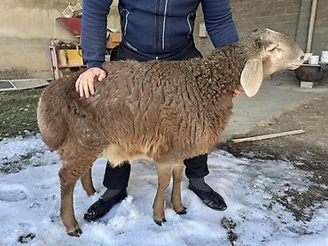 Баран, овца: Продаю | Баран (самец) | Арашан | Для разведения | Племенные, Осеменитель — 1