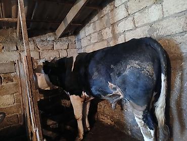 Dana, buzov: Dana, buzov, Erkək, Simental, ay: 1, 220 kq, Ətlik, Ünvandan götürmə -da lalafo.az — 8 Dana, buzov: Dana, buzov, Erkək, Simental, ay: 1, 220 kq, Ətlik, Ünvandan götürmə — 8