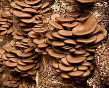 Вешенка (Pleurotus) — свежие грозди грибов, выращенные на питательном
