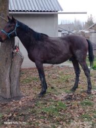 сколько стоит собака доберман: Сатам | Жылкы (эркек), Байтал