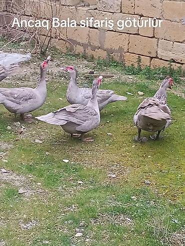 balın kilosu: Tezə mayali yumurtasi ve balasi bala 8m — 1