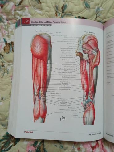 Медицина: «Атлас анатомии» Фрэнка Неттера вот уже более 25 лет является лучшим и at lalafo.kg — 5 Медицина: «Атлас анатомии» Фрэнка Неттера вот уже более 25 лет является лучшим и — 5