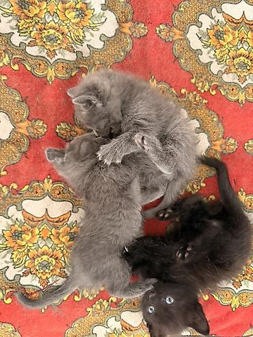 цена шотландской кошки: Отдам котят даром — 1