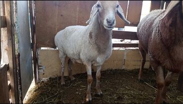 щенки французкого бульдога: Продаю | Овца (самка) | Арашан | Для разведения | Котные