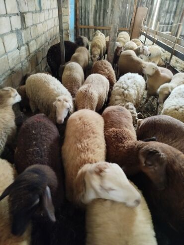 İtlər: Qurbanlıq və saxlamalı qoçlar quzular satilir Ünvan Göyçay masenikler