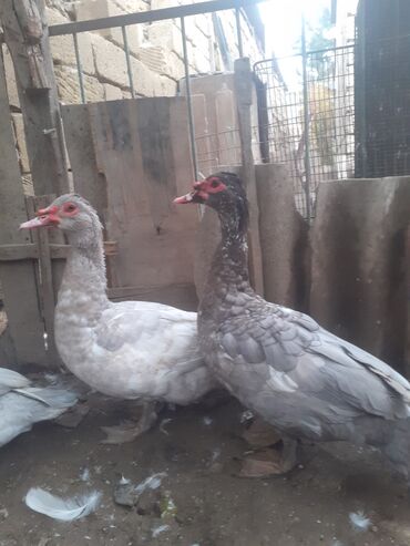 Xoruzlar: Ordekler 42 azn diri ceki 4kg 300gr. xoruz cekisi 2kg.600gr. - Cins — 11