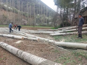 срубка деревьев: Спил деревьев, заготовка дров
