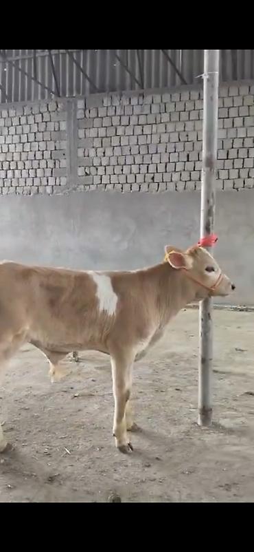 Dana, buzov: 2 ay yarimliq temiz saf qan simental dana erkək prablemi yoxdu yem ot -da lalafo.az — 8 Dana, buzov: 2 ay yarimliq temiz saf qan simental dana erkək prablemi yoxdu yem ot — 8