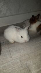 Dovşanlar: Temiz qan xirda sort karlik balalari demey olarki her renqde var -da lalafo.az — 5 Dovşanlar: Temiz qan xirda sort karlik balalari demey olarki her renqde var — 5