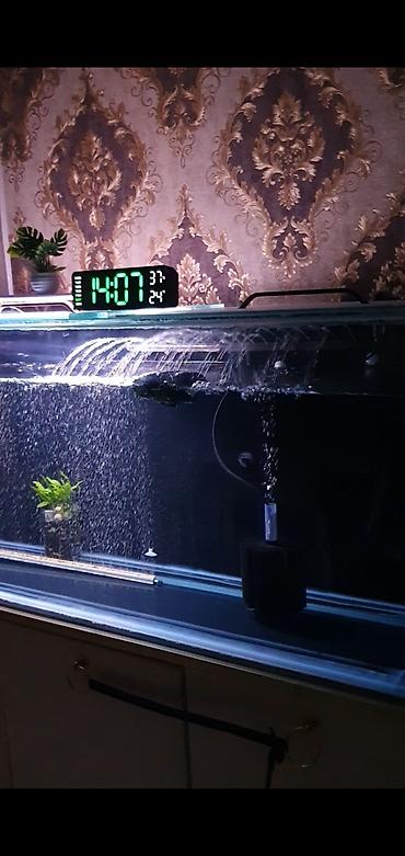akvarium lampa: 450 litr həcmli böyük akvarium satılır. (2000₼ pul qoyulub) premium — 2