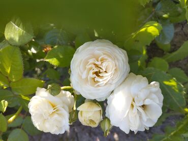 Садовые цветы и кустарники: Садовые розы — срезочные и для посадки Описание: - Разновидности — 20