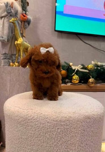 Psi: Toy pudla, žensko štene Odgajivačnica "Team AS Trajkovic" u ponudi ima — 11