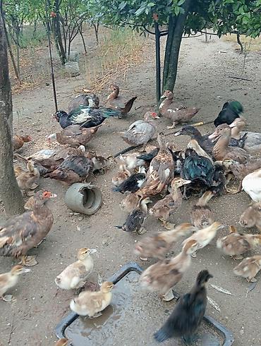qaz ve ordek satisi: Ördəkler ve qaz hamisi satilir.Boyukden kiciye qiymetler ferqlidi.Tam — 9