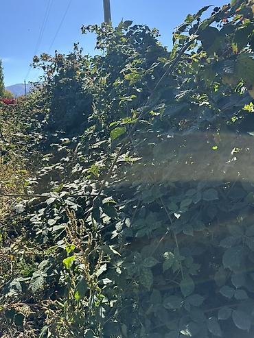 Семена и саженцы: 🍇 САЖЕНЦЫ ЕЖЕВИКИ «ЛОХ ТЕЙ» 🌿 🌱 Сорт: Лох Тей (Loch Tay) 🪴 Крепкие и — 5