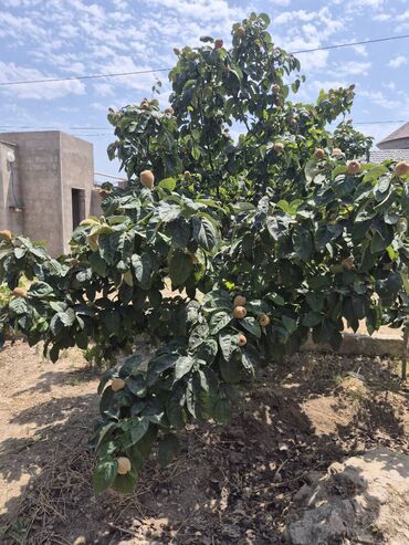 Həyət evləri və villaların satışı: Buzovna 3 otaqlı, 71 kv. m, Kredit yoxdur, Orta təmir — 19