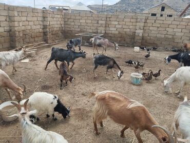 saanen keçileri: Keçi, çəpiş