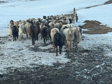 Пастухи: Требуется Пастух, Оплата Ежемесячно