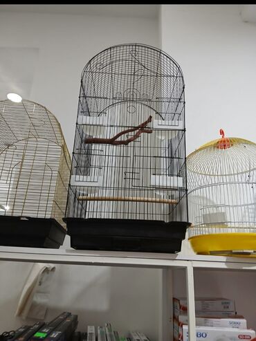 Tutuquşları: Her novde qefeslermiz var satisda maraqlamaq isdeyen elaqe saxlaya -da lalafo.az — 17 Tutuquşları: Her novde qefeslermiz var satisda maraqlamaq isdeyen elaqe saxlaya — 17