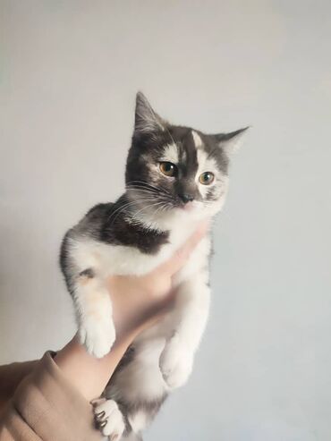 продам котят: Кошка даром: Outbred, 4 months cat, Girl cat, Litter trained cat, Dewormed cat