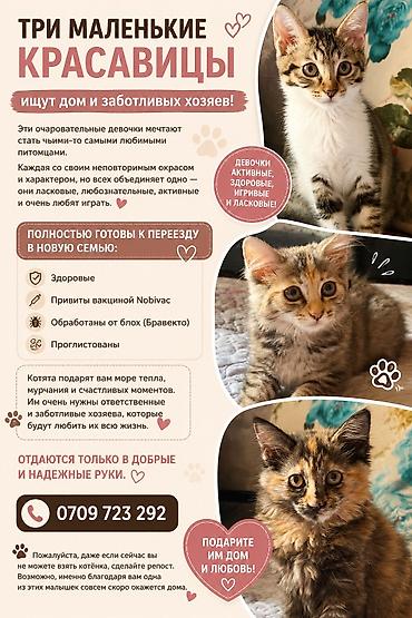 Кошка даром: Беспородная, Девочка