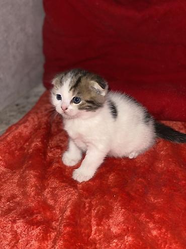 кой союшка: Шотландские вислоухие котята (Scottish Fold) Все мальчики - Окрас — 5