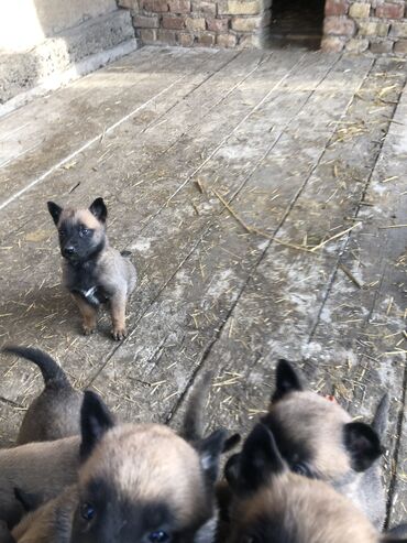 собаки в беловодск: Продаются щенки Бельгийской овчарки - Малинуа. Щенки родились 30 марта