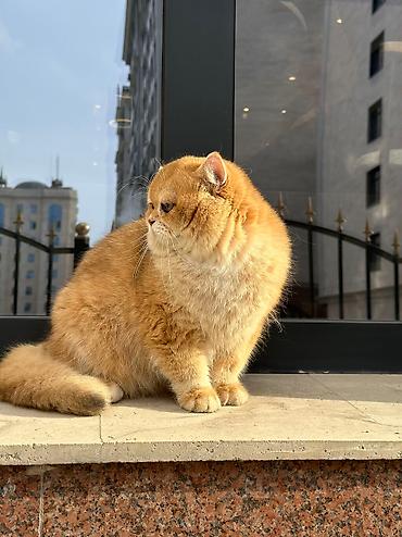 Продажа кошек: Британская короткошёрстная, 10 месяцев, Мальчик, Золотая шиншилла — 9