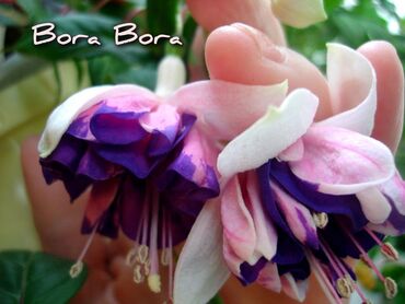 Другие комнатные растения: Продаю Детки!!! (укорененные черенки)сортовых,комнатных фуксий!Цена — 30