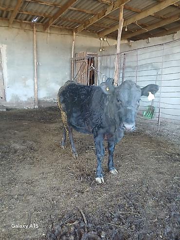 Коровы, быки: Продаю | Бык (самец) | На откорм | Привязанные — 7