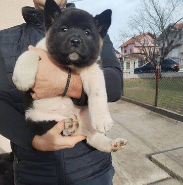 Psi: Prodajem stenad Americke Akite, od kvalitetnih roditelja. Stenci su na lalafo.rs — 7 Psi: Prodajem stenad Americke Akite, od kvalitetnih roditelja. Stenci su — 7