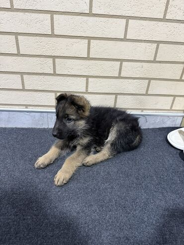 сколько стоит доберман в сомах: Немецкая овчарка, 2 месяца, Самец, С прививкой, С родословной